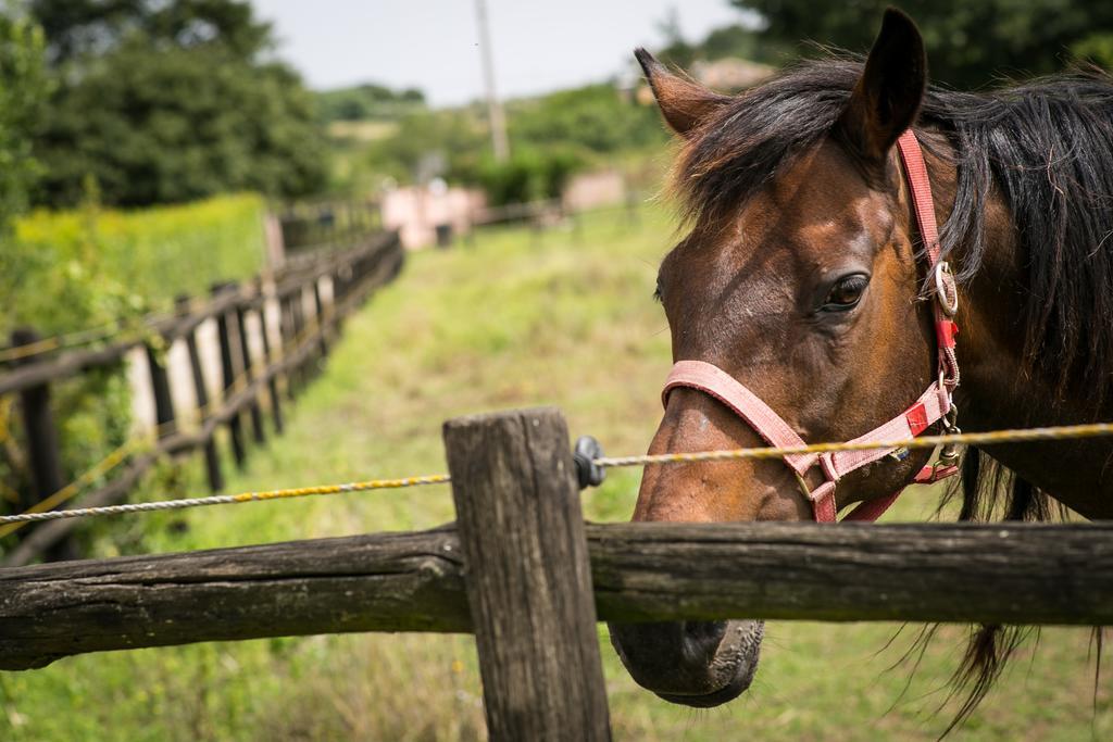 בראצ'יאנו Agriturismo L.B.Stud מראה חיצוני תמונה